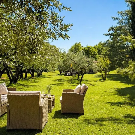 Marisa Olive Grove