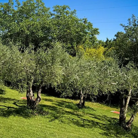 Marisa Olive Grove لابين