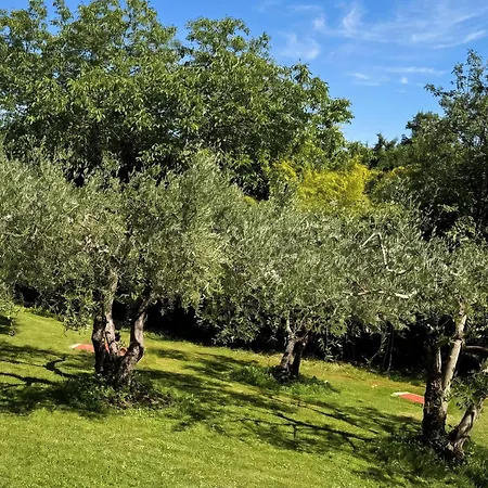 Marisa Olive Grove Apartman *